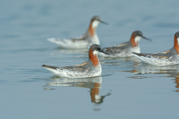 Red-necked Phalarope ( Phalaropus lobatus )