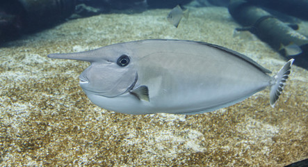 Fototapeta premium Unicorn Fish with Strange Looking Horn