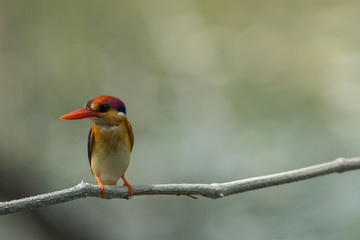 Black-backed Kingfisher, Oriental Dwarf Kingfisher