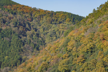Beautiful fall color at Arashiyama