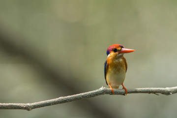 Black-backed Kingfisher, Oriental Dwarf Kingfisher