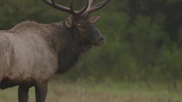 Bull Elk in the NC mountains
