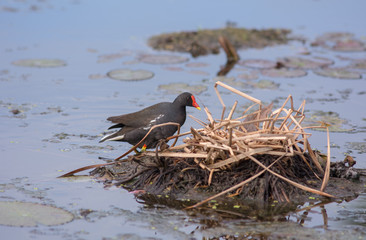 Common Moorhen  build nest , The Common Moorhen is a waterbird in the rail and crake family