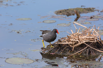 Common Moorhen  build nest , The Common Moorhen is a waterbird in the rail and crake family