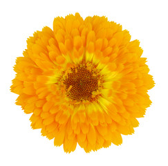 Blossoming Yellow Gerbera Flower in - Beautiful Gerbera aurantiaca Isolated on White Background