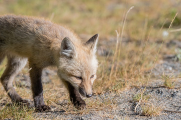 Creeping Red Cascade Fox