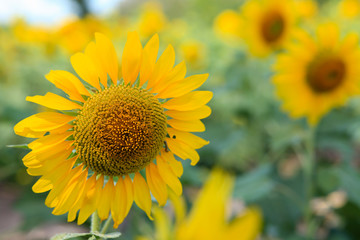 Fototapeta premium sunflowers