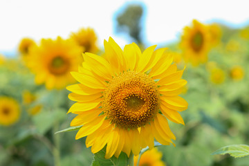 Obraz premium sunflowers