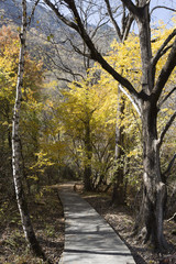 Golden Woods and a path