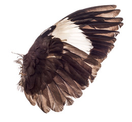 wings of birds on white background