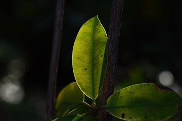 葉のアップ画像