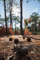 Pine cones on the ground with autumn foliage behind