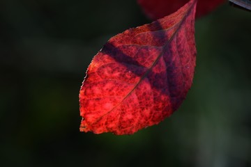 葉のアップ画像