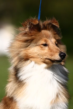 Sheltie shepherd dog