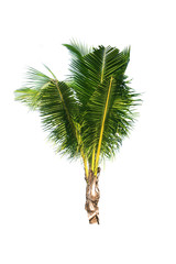 Coconut tree on white background 
