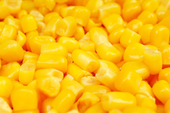 Corn texture. Yellow corns as background. Corn vegetable pattern. Background of bulk of yellow corn grains. Shiny corns. Corn grains.