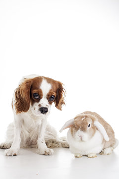 True animal friends. Real dog and lop together. Cavalier king charles spaniel dog with live orange rabbit loves each other. Animal friendship illustration. Cute.