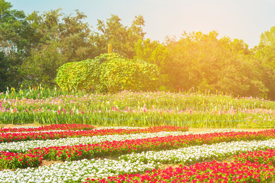 A field of cosmos with Mountain in the background. Beautiful cosmos flowers field at Jim Thompson farm at Nakornratchasima, ThailandA field of cosmos with Mountain in the background. Beautiful cosmos