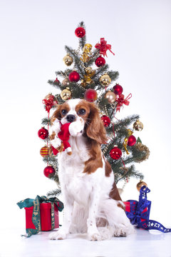 Dog with christmas tree. animal pet cute christmas photo. Studio photo with cute puppy dog near the christmas tree. Cute.
