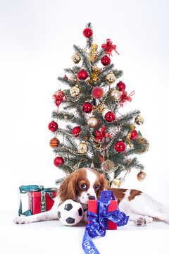 Dog with christmas tree. animal pet cute christmas photo. Studio photo with cute puppy dog near the christmas tree. Cute.
