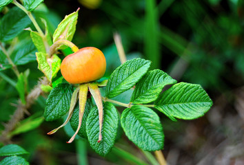 Flowers and berries of dog rose.