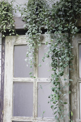 Green view indoor home garden