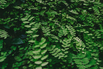 Naklejka na ściany i meble Greenery of ferns leaves background.