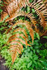 Dry fern on a green background.