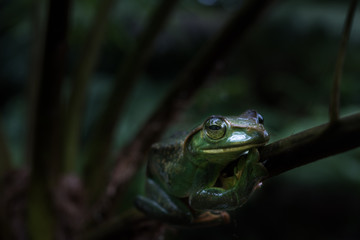 Rhacophorus feae (Feas Tree Frog) ,Tree Frog on Large Palm Leaf at tropical rainforests in North Thailand