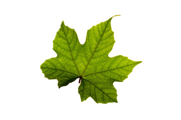Leaves, White, background