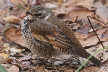 丸まったツグミ　Dusky thrush