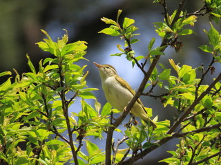 ムシクイの仲間　Old World Warblers