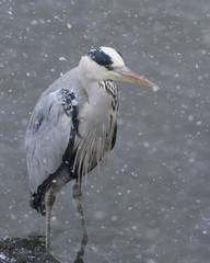 吹雪に佇むアオサギ　Grey heron
