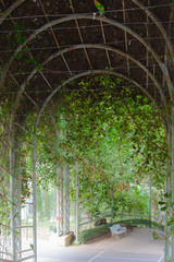 Obraz premium Tree tunnel natural garden landscape background