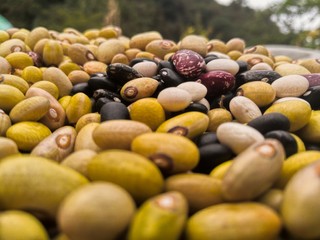Frijoles en cosecha maduros