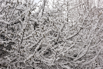 Winter patterns on trees, snow covered trees
