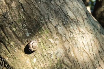 Fototapeta na wymiar 木にくっつく孤独なカタツムリ