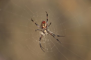 backyard spider