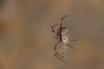 backyard spider