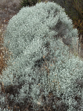  Silver foliage Calocephalus brownii, Cushion Bush or Silver nugget, drought tolerant australian native plant, resembles an infestation of enoki mushrooms 