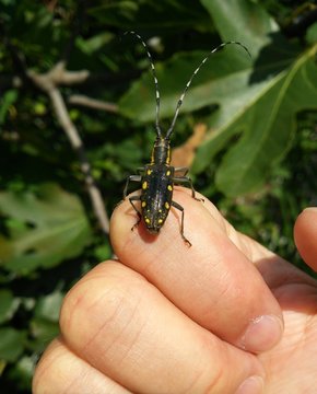 手に乗せたキボシカミキリ(宮城県)