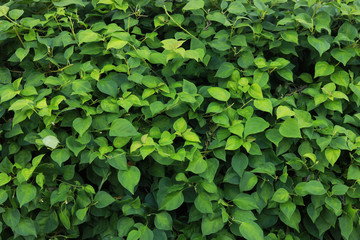 Green leaves background