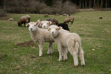 Fototapeta premium Three Little Lambs