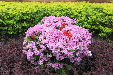 Obraz premium Paper flowers in the garden