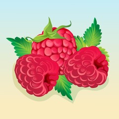 raspberry illustration vector