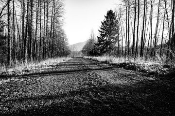 Fototapeta premium Path in to the Wilderness