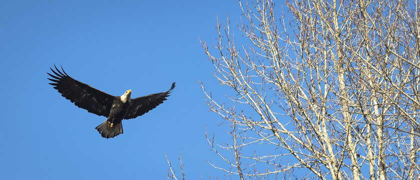 Eagle Flying Above