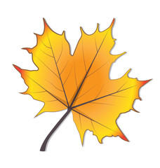 Autumn season stylized leaf icon vector design