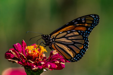 Monarch