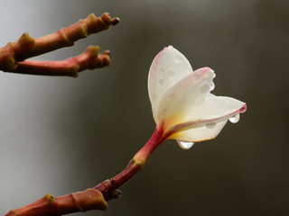 Lone Frangipani Blossom